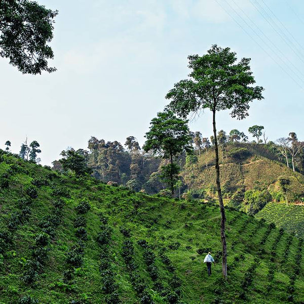 Load image into Gallery viewer, Starbucks Veranda Blend, Blonde Roast, Keurig K-Cup Coffee Pods, Box of 24 K-cups