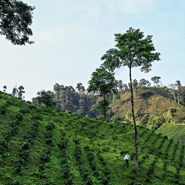 Load image into Gallery viewer, Starbucks House Blend, Medium Roast, Keurig K-Cup Coffee Pods
